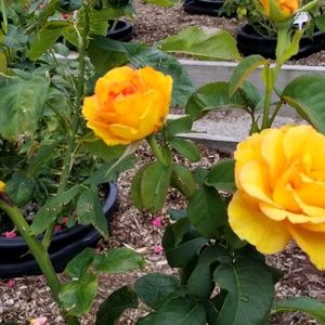 Meet your Posher, Mary